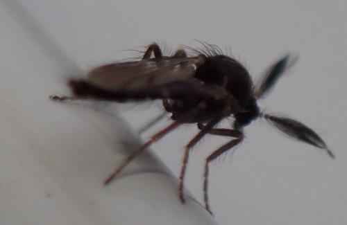 Forcipomyia sp.